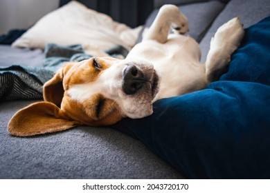 Funny Beagle dog tired sleeps on a couch on his back, selective focus