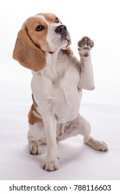 Funny Beagle Doing Tricks And Excersise On White Background