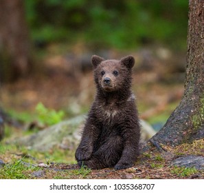 Bear Cub Sitting High Res Stock Images Shutterstock