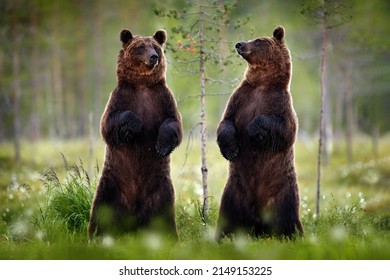 Funny bear image, dance.  Bear standing, sit up on its hind legs, forest with cotton grass.  Dangerous animal in nature forest and meadow habitat. Wildlife scene from Finland. Two bear brothers nature