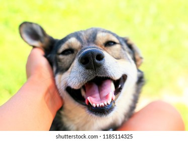 Funny Beautiful Dog Crouched His Face With Pleasure And Gaped His Mouth From The Hands Of A Man Scratching Behind His Ear