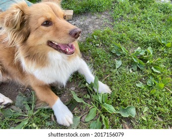 Funny Beautiful Dog With No Breed Lying On The Ground On The Grass Outside. Playful Puppy. Dog Smiling. One Cute Pet. White Paws And Chest And A Red Shaggy Clean Dog. Playful And Funny Animal