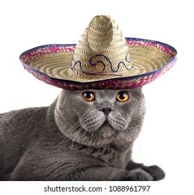 Funny Beautiful Mexican Cat