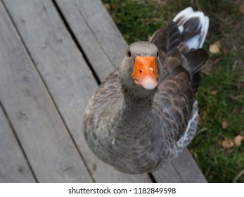 Funny Beggar Goose  On The Grey Plank Deck.