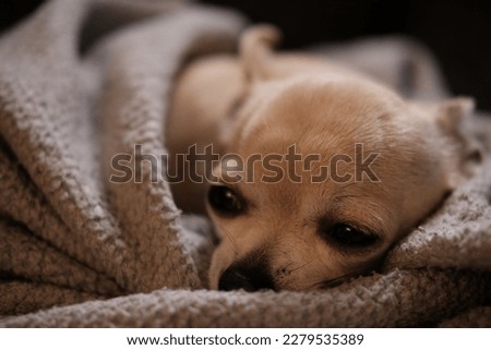 Funny beige chihuahua dog wrapped in grey blanket