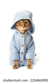Funny Bengal cat in clothes on a white background. - Shutterstock ID 2256863983