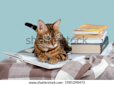 Funny bengal cat in glasses reading a book, education concept