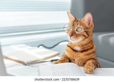 Funny bengal cat in glasses at a table with books