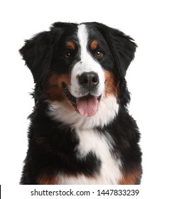 Funny Bernese Mountain Dog On White Background