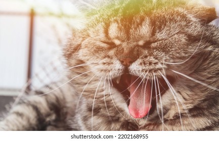 A funny big long  haired cat and beautiful big eyes lies the sofa  Lovely fluffy cat yawns 