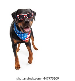 Funny Big Rottweiler Dog Wearing Bandana And Sunglasses With American Flag Design.