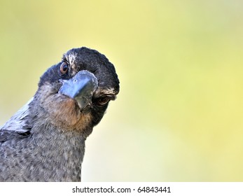 Funny Bird Portrait (brown Magpie)