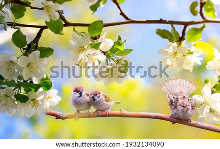 funny birds and chicks sparrows sit on a branch in a sunny blooming garden with their feathers spread out