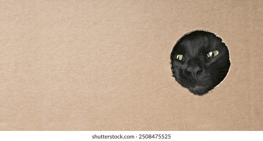 Funny black cat looking curious out of a hole in a cardboard box. Panoramic image with copy space. - Powered by Shutterstock