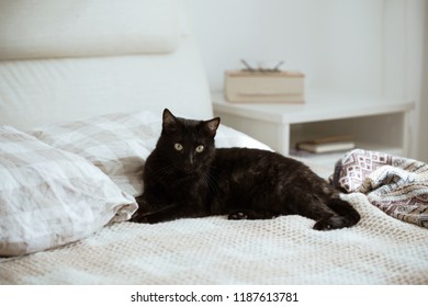 funny black cat on bed - Powered by Shutterstock