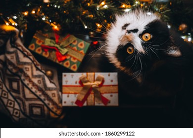 Funny Black cat on window sill under Christmas tree look into camera. Xmas flatlay, red gift presents box, Black Friday. Wallpaper, postcard greeting. Merry Christmas and Happy New Year. Top View.