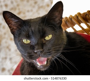Funny black cat with open mouth, meowing, smiling, talking, looking at camera