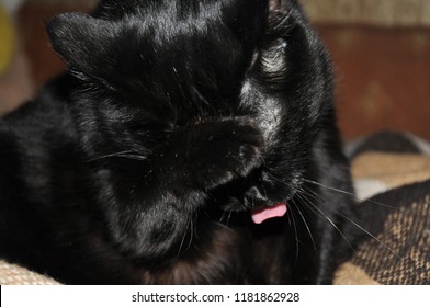 funny black cat with a tongue - Shutterstock ID 1181862928