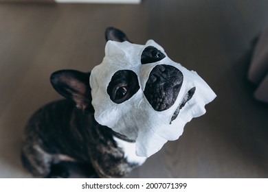 Funny black dog breed French Bulldog in a moisturizing face mask at home. Relaxing home pet spa.The idea of dog health and beauty