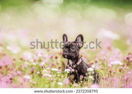 Funny Black French bulldog puppy in flower grass background