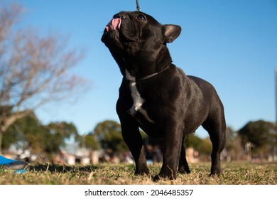 A Funny Black French Bulldog Sticking Its Tongue Out In A Park