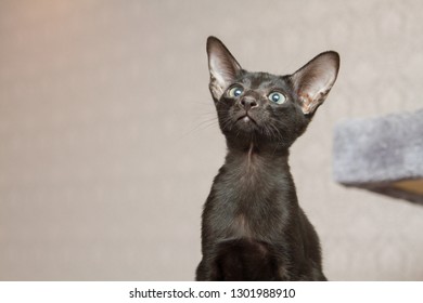 Oriental Kitten Images Stock Photos Vectors Shutterstock