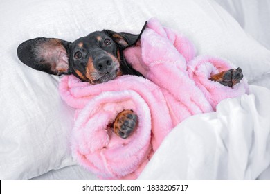 Funny black and tan dachshund dog in warm pink pajamas or bathrobe is lying in bed under soft blanket at home, going to sleep after hot relaxing shower.