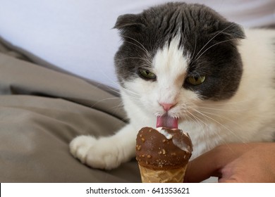 Funny Black And White Cat Eating Ice Cream