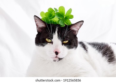 Funny Black And White Cat With A Green Shamrock Leaves. Saint Patricks Day. Irish Holiday. Spring Cat Concept