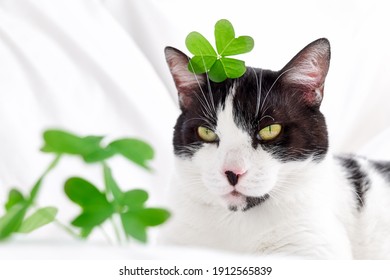 Funny Black And White Cat With A Green Shamrock Leaves. Saint Patricks Day. Irish Holiday. Spring Cat Concept