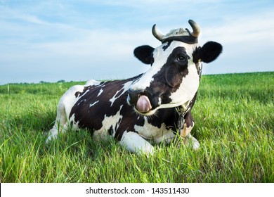 Funny Black And White Colour Dairy Cow With Her Tongue Out Lying In A Green Pasture