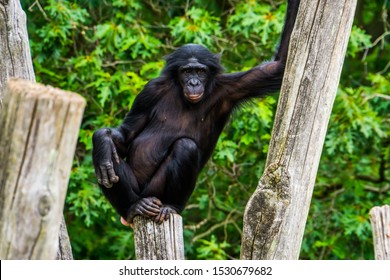 Funny Bonobo Standing In A Seductive Pose, Pygmy Chimpanzee, Human Ape, Endangered Primate Specie From Africa