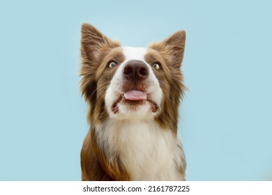 Funny border collie dog making a face sticking tongue out. Isolated on blue background - Shutterstock ID 2161787225