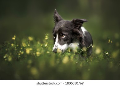 Funny Border Collie Dog Portrait In Grass And Flowers, Dog Looking Guilty