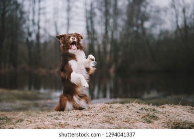 Funny Border Collie Is Yawning