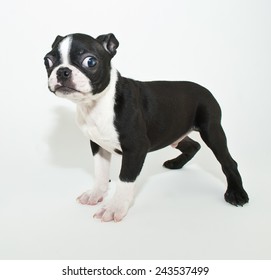 can boston terriers eyes pop out