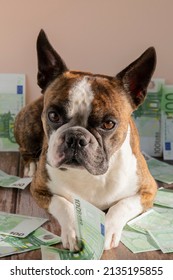 Funny Boston Terrier With Money, Humorous Photo