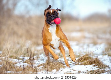 Funny Boxer Dog With A Ball