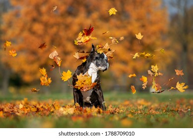 Funny Boxer Dog Playing With Falling Leaves