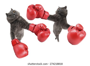 mini boxing gloves for cats