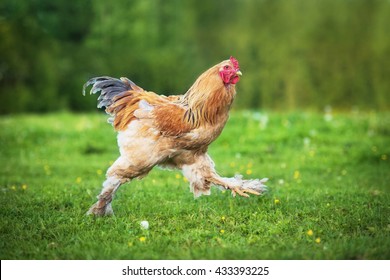 Funny brama rooster running outdoors
