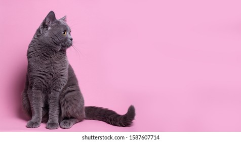 Funny British Cat Portrait On Pink Background. Gray Color Type, Fluffy Fur, With Copy Space