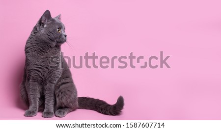 funny British cat portrait on pink background. gray color type, fluffy fur, with copy space