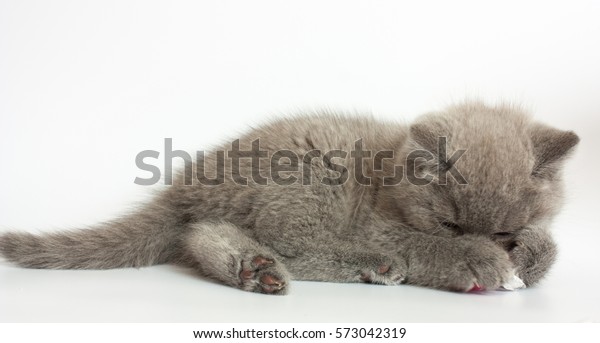 Funny British Short Hair Blue Kitten Stock Photo Edit Now 573042319