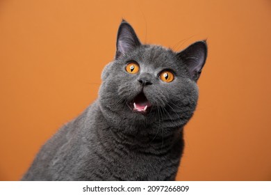 funny british shorthair cat portrait looking shocked or surprised on orange background with copy space - Shutterstock ID 2097266809
