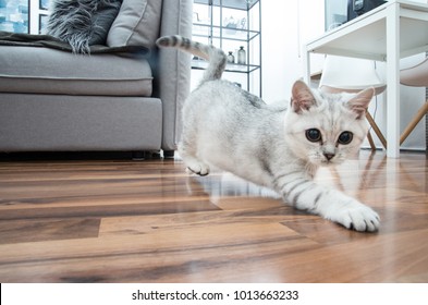 Funny british shorthair female kitten, three months old, black silver blue tabby whiskas cat is jumping and hunting with her white paws on the brown parquerty floor at home. - Powered by Shutterstock