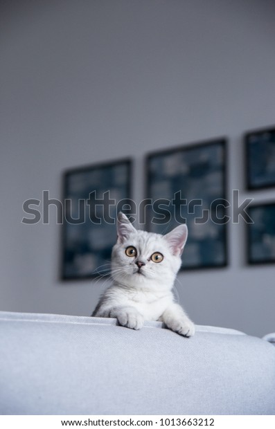 Funny British Shorthair Female Kitten Three Stock Photo Edit Now