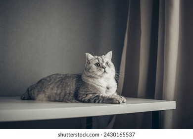 funny British tabby cat portrait on gray background. gray color type, fluffy fur, with copy space. Banner and advertising
 - Powered by Shutterstock