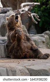 Funny brown bear yawning and touching one foot