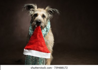 A funny brown dog and a bearded muzzle sitting and looking at the camera, in the mouth, he holds a Santa Claus hat.